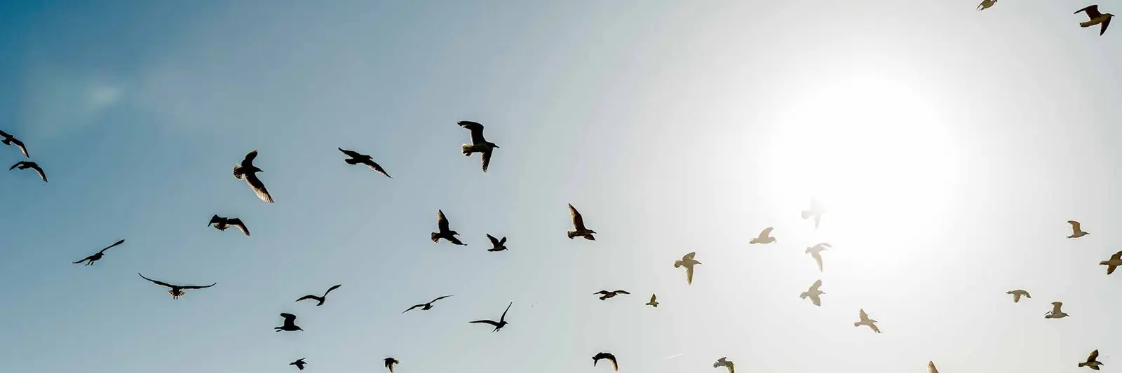 Måger der flyver i Vorupør